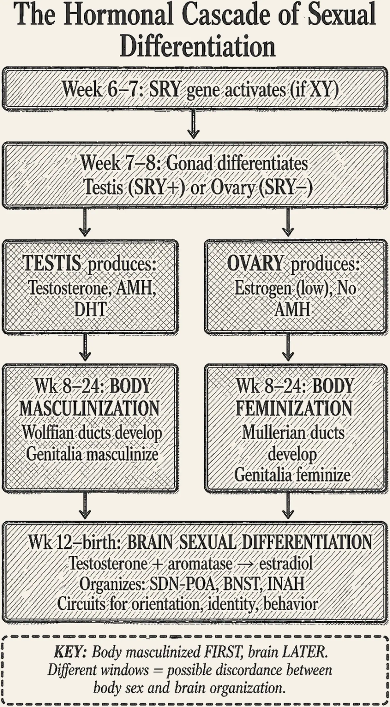 Aromatase Pathway. The fork. A single testosterone surge; 5-alpha-reductase turns it to DHT for the body, aromatase turns it to estradiol for the brain, one signal, two enzymes, two organs.