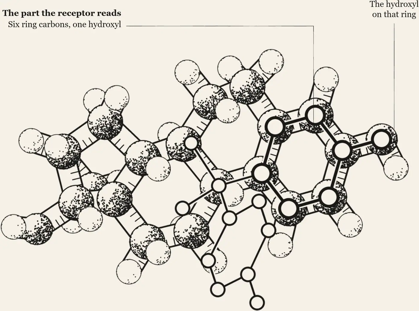 BPA Laid Over Estradiol. BPA laid over estradiol. The phenol ring and its hydroxyl, the part the estrogen receptor reads, sit on top of the body's own. The cell checks that shape, not the rest of the molecule.