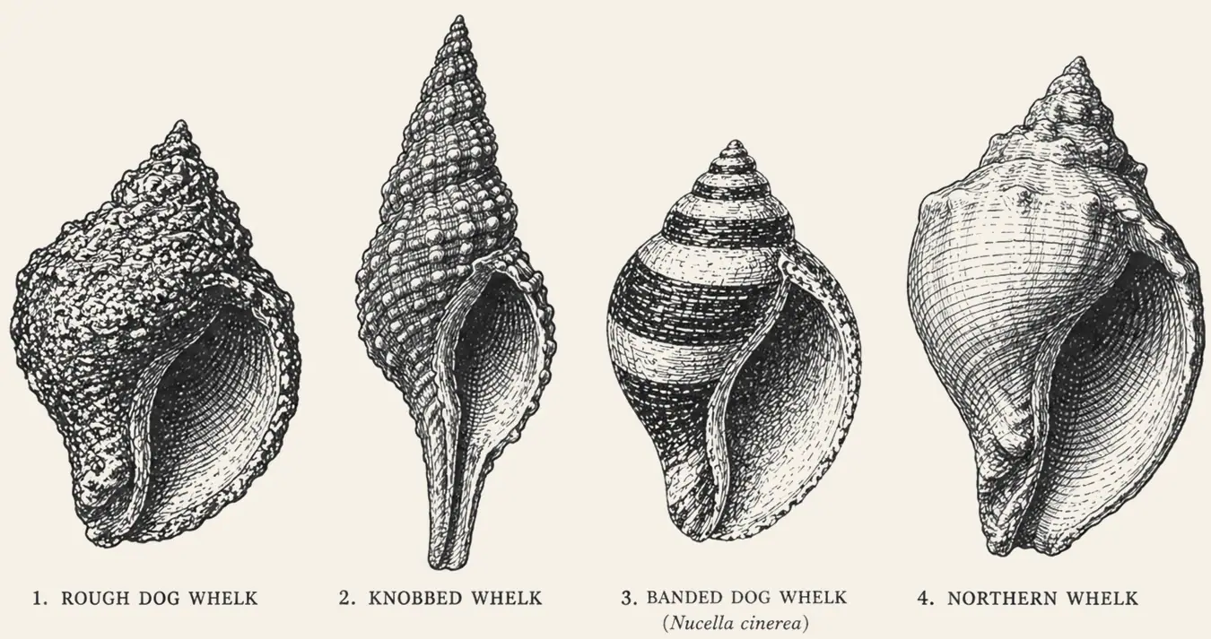 Dog Whelk Shells. Four dog whelk shells drawn side by side and labeled: rough dog whelk, knobbed whelk, banded dog whelk, northern whelk.