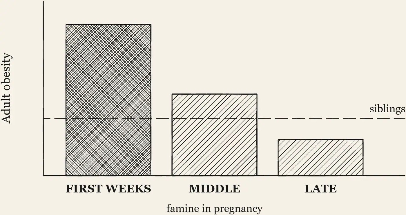 The Dutch Hunger Winter: The Plain Result, Inverted. Bar chart of the Dutch Hunger Winter cohort, adult obesity rate by the trimester the famine struck; the bar for famine in the first weeks stands highest, the late-pregnancy bar lowest, the plain result inverted.