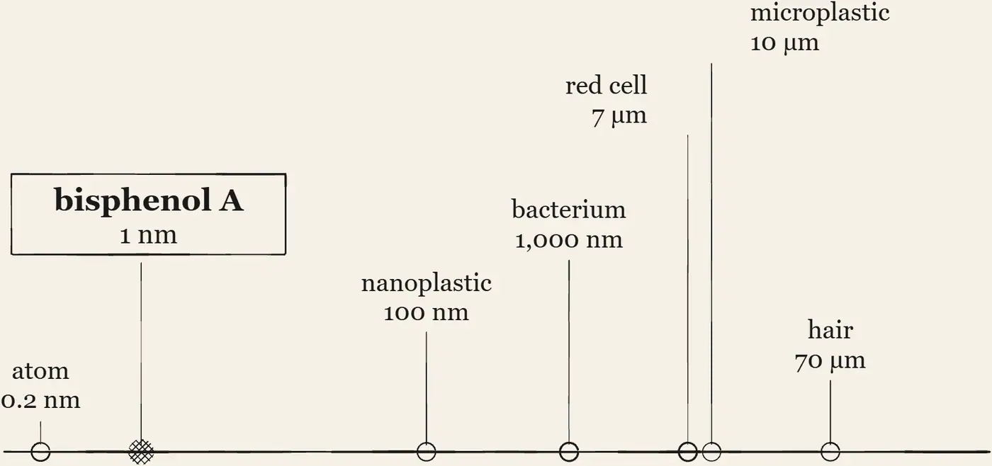 The Size Ladder. The Size Ladder, from a single atom to an ostrich egg, with bisphenol-A on the second rung.