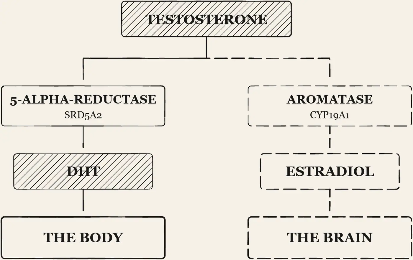 The Fork: One Surge, Two Chemistries. One testosterone surge forking in two. Down one path an enzyme makes DHT and builds the body; down the other, aromatase makes estradiol and wires the brain.