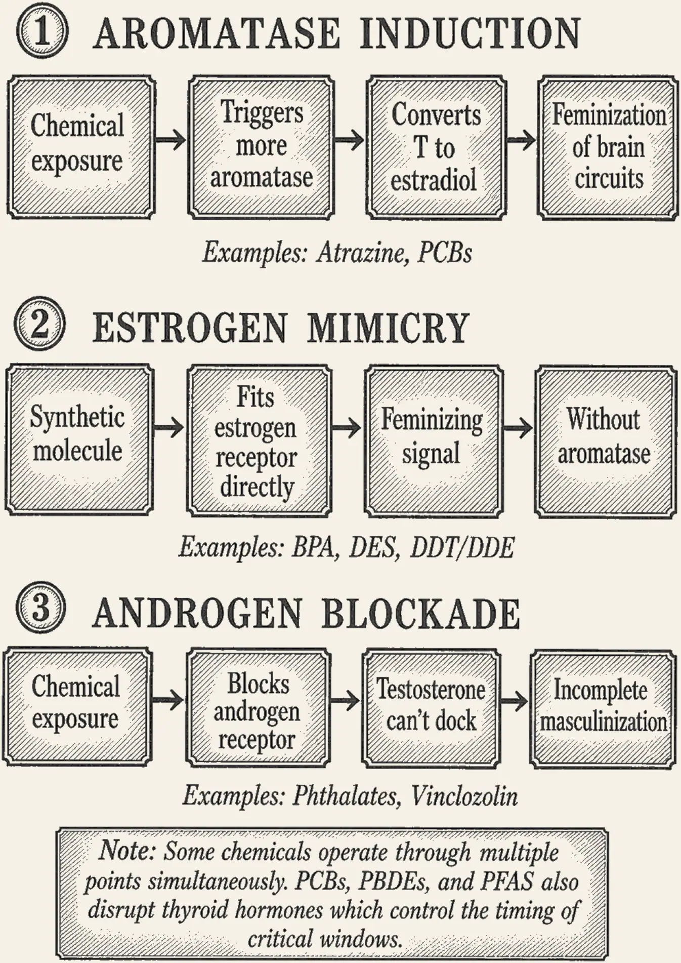Three Vulnerability Points. Three routes of disruption drawn as flow diagrams, aromatase induction, estrogen mimicry and androgen blockade, each with its example chemicals, and a note that some chemicals work through more than one at once.